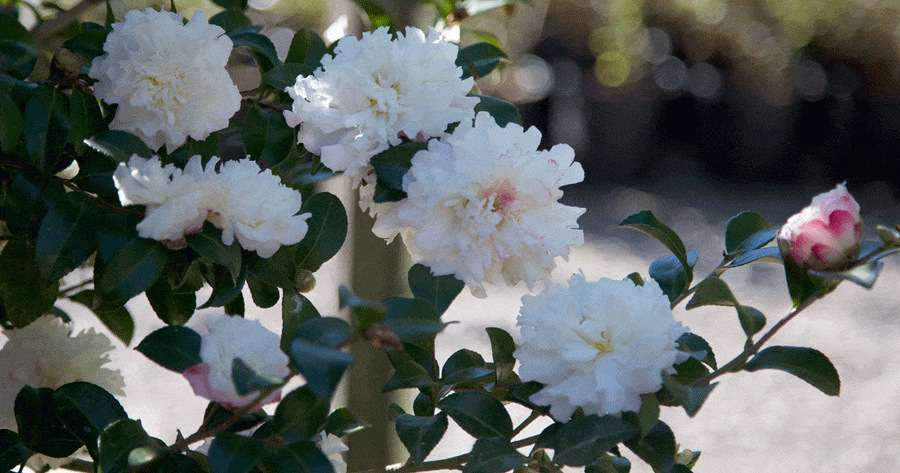 CAMELLIA SNOW STANDARD