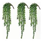 STRING OF PEARLS HANGING BUSH 70CM Sydney's Plant Market