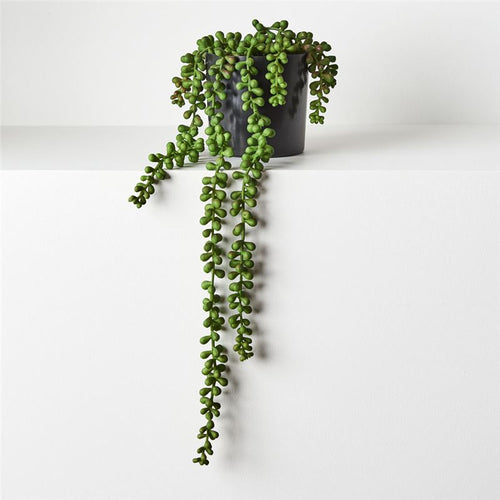STRING OF PEARLS IN POT 45CM Sydney's Plant Market