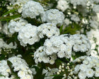 SPIREA CANTONIENSIS - MAY BUSH Sydney's Plant Market