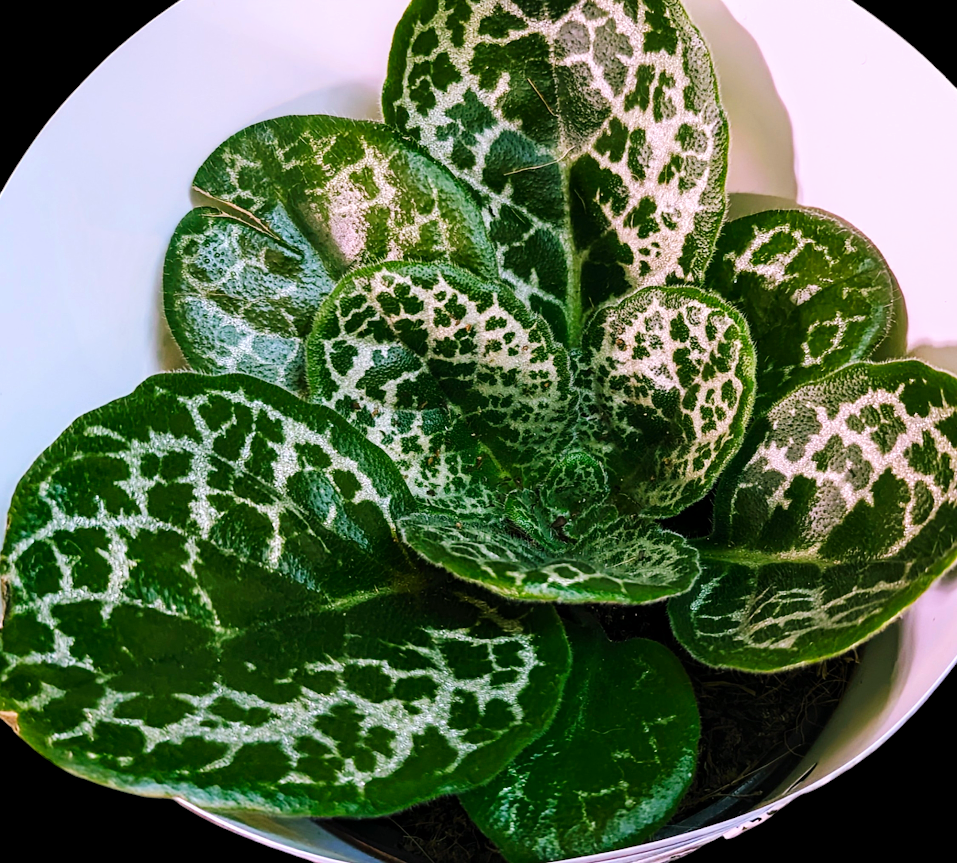 STREPTOCARPUS PRETTY TURTLE