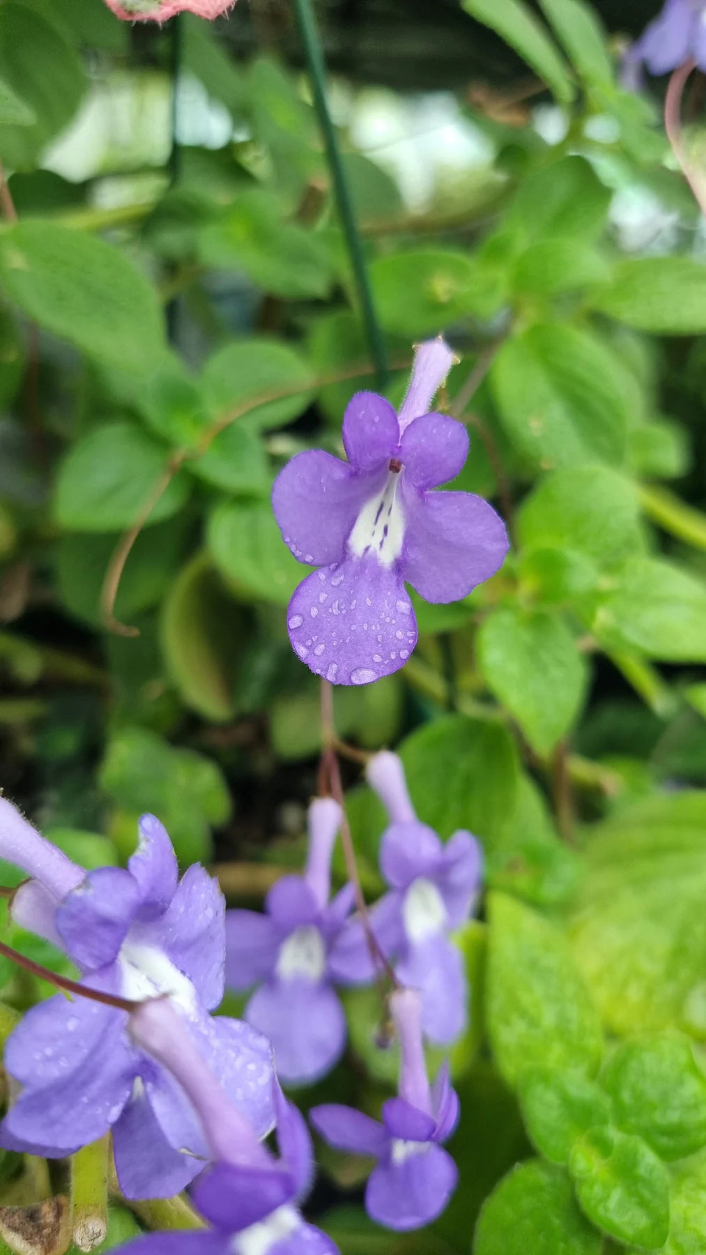 Streptocarpus Nodding violet