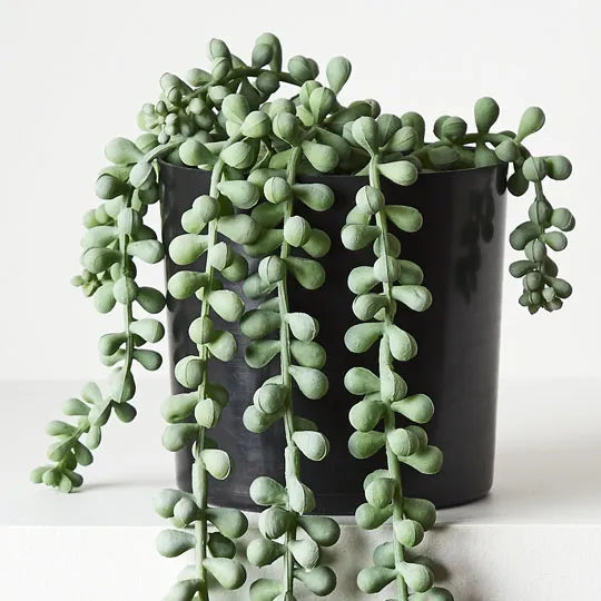 ARTIFICIAL STRING OF PEARLS IN POT Sydney's Plant Market