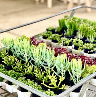 Succulents