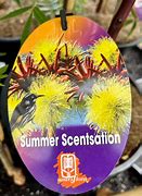 EUCALYPTUS SUMMER SENSATION 140MM Sydney's Plant Market