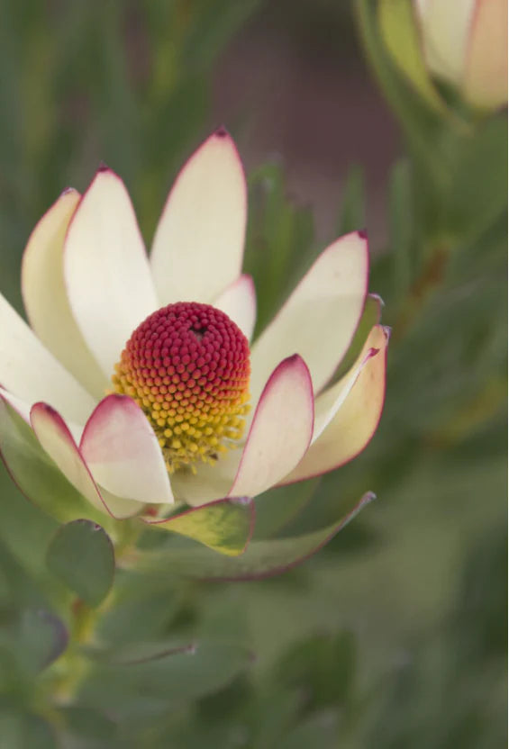 LEUCADENDRON SUMMER FLAME
