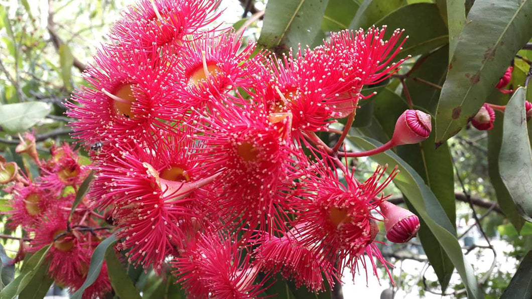 CORYMBIA SUMMER RED