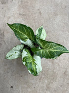 SYNGONIUM THREE KINGS