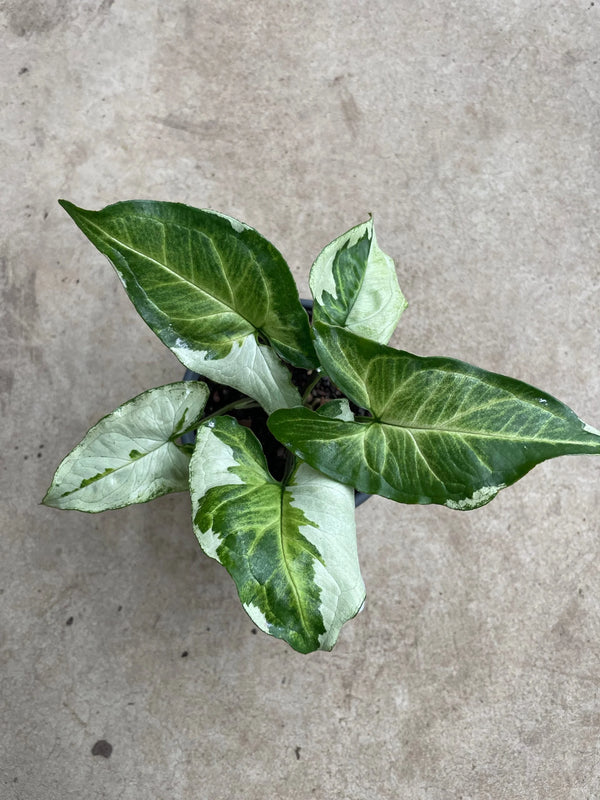 SYNGONIUM THREE KINGS