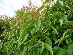 SYZYGIUM ANISATUM 180MM Sydney's Plant Market