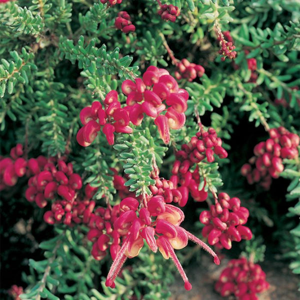 GREVILLEA LANIGERA 'MT TAMBORITHA' Sydney's Plant Market