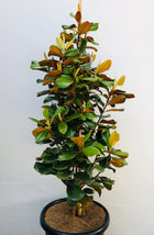 Magnolia Teddy Bear - Sydney's Plant Market