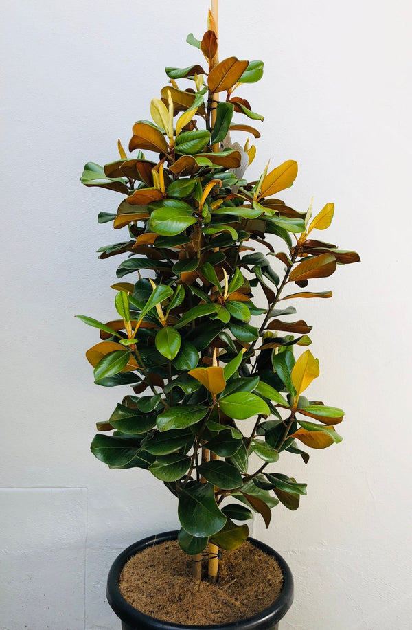 MAGNOLIA TEDDY BEAR 400MM Sydney's Plant Market