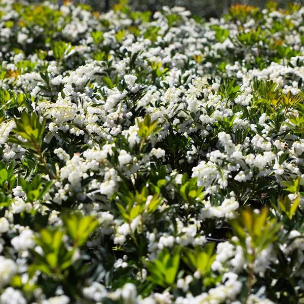 Pieris Temple Bells Sydney's Plant Market