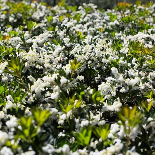 Pieris Temple Bells Sydney's Plant Market