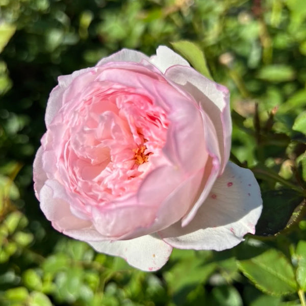 ROSA DAVID AUSTIN 'THE MILL ON THE FLOSS' ROSE