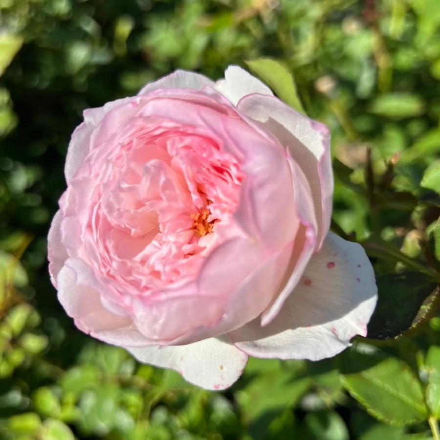 ROSA DAVID AUSTIN 'THE MILL ON THE FLOSS' ROSE