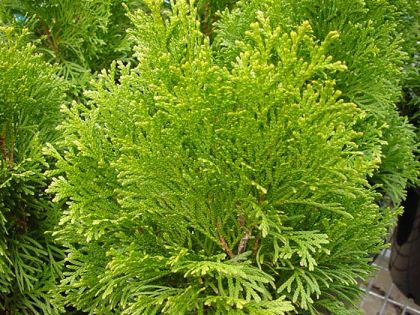 Thuja Occidentalis Smaragd Conifer