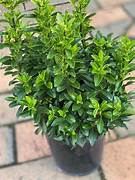 EUONYMUS TOM THUMB
