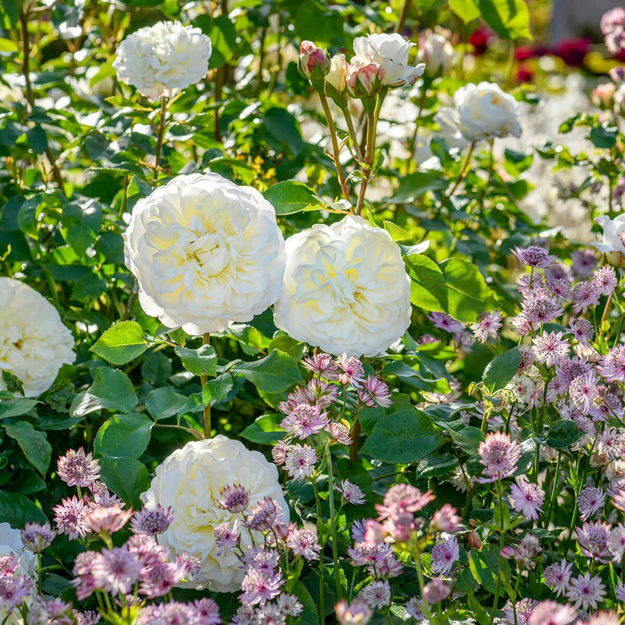 ROSA DAVID AUSTIN 'TRANQUILLITY' ROSE