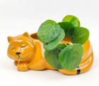 Sleeping Cat Planter Orange H7x18cm Sydney's Plant Market