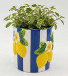 LEMONCELLO PLANTER POT