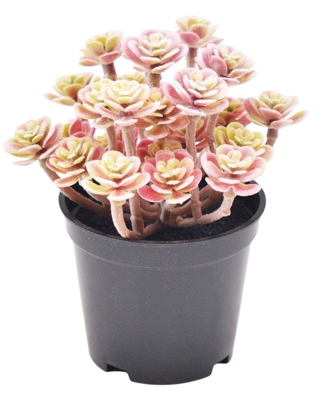 ROSEUM PLANT PINK 13CM