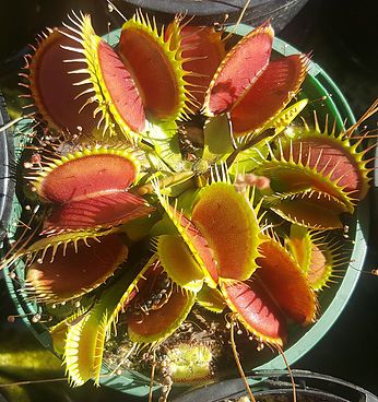 VENUS FLY TRAP Sydney's Plant Market