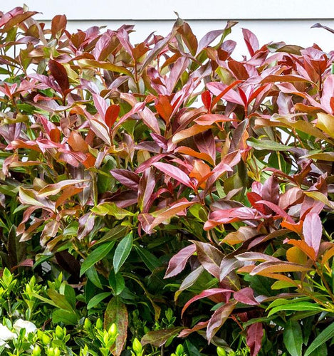 VIBURNUM COPPERTOP Sydney's Plant Market