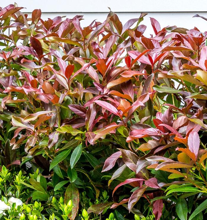 VIBURNUM COPPERTOP