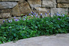 VIOLA HEDERACEA - NATIVE VIOLET Sydney's Plant Market