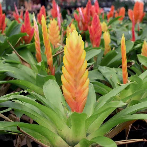 VRIESEA BROMELIAD Sydney's Plant Market