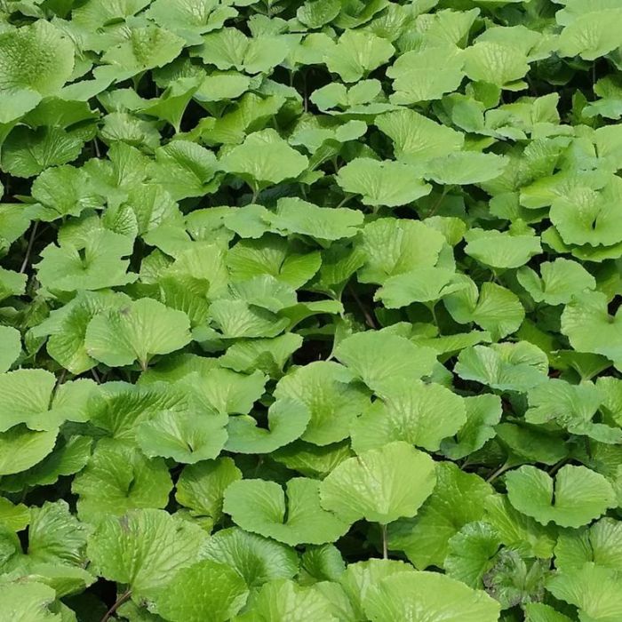 Wasabi Mazuma Sydney's Plant Market