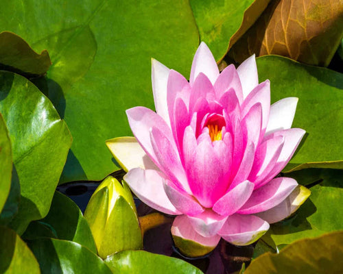 Water Lillies - Assorted Sydney's Plant Market