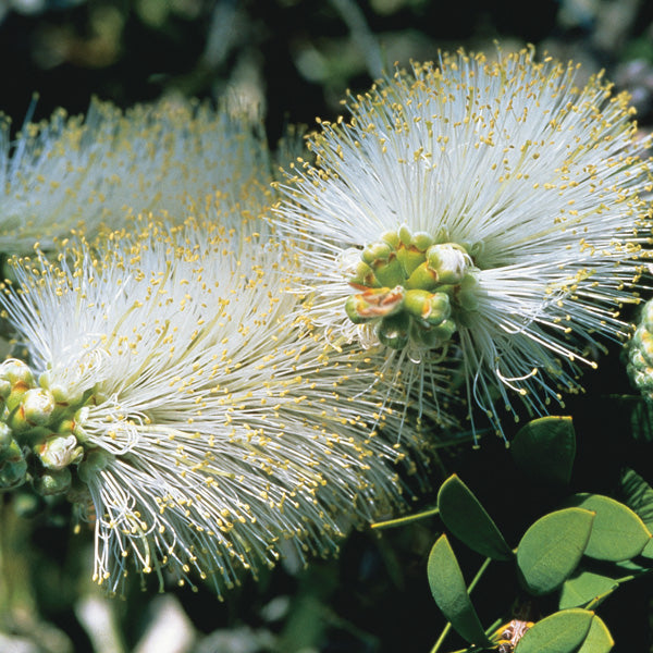 Callistemon White Anzac Sydney's Plant Market