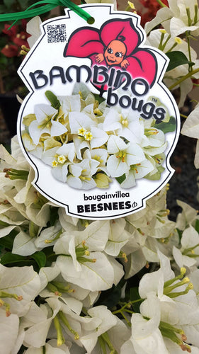 BOUGAINVILLEA BAMBINO WHITE Sydney's Plant Market