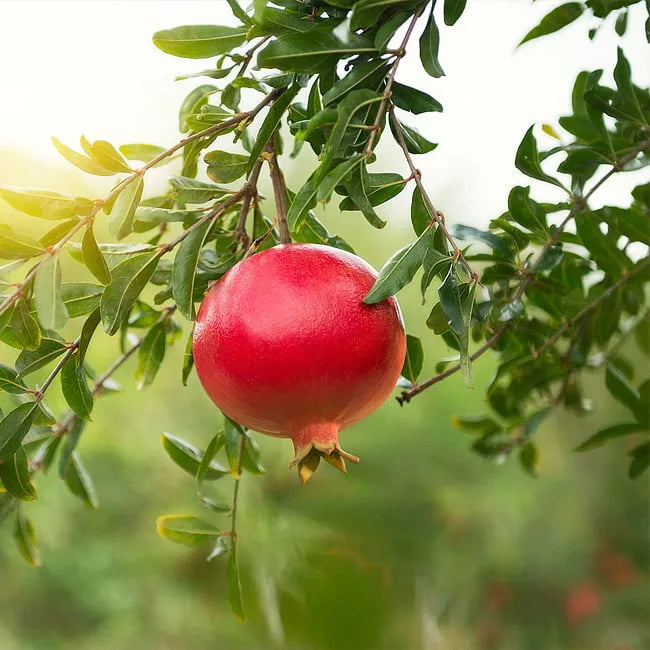 POMEGRANATE 'WONDERFUL' Sydney's Plant Market