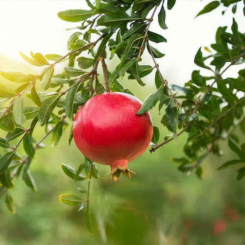 POMEGRANATE 'WONDERFUL' Sydney's Plant Market