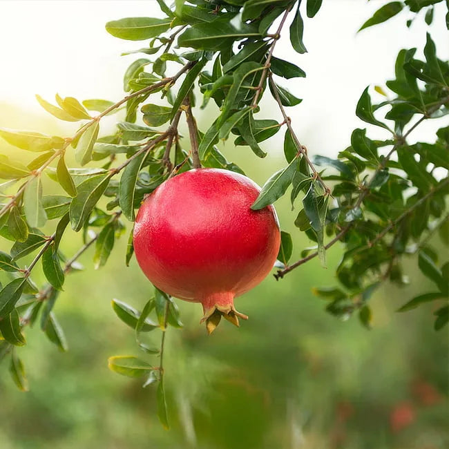 POMEGRANATE 'WONDERFUL'