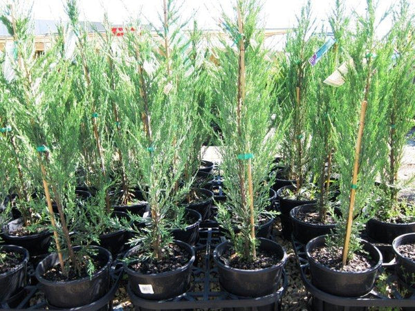 juniperus scopulorum skyrocket - Conifer Skyrocket - Sydney's Plant Market