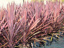 Load image into Gallery viewer, Cordyline Australis Red Sensation
