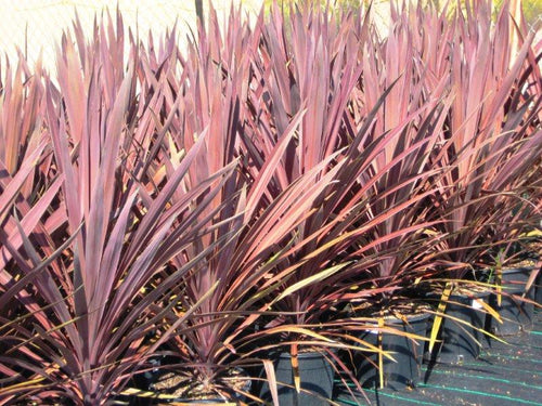 Cordyline Australis Red Sensation Sydney's Plant Market