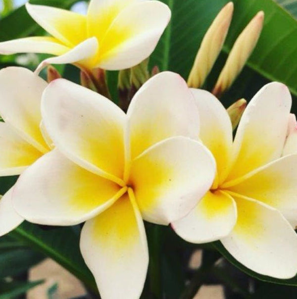 Plumeria assorted 300mm Sydney's Plant Market