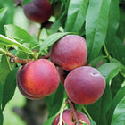 Peach Dwarf Tree - Prunus Persica Sydney's Plant Market