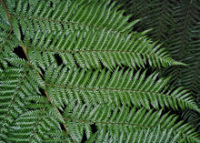 Load image into Gallery viewer, Dicksonia Antarctica - Soft Tree Fern
