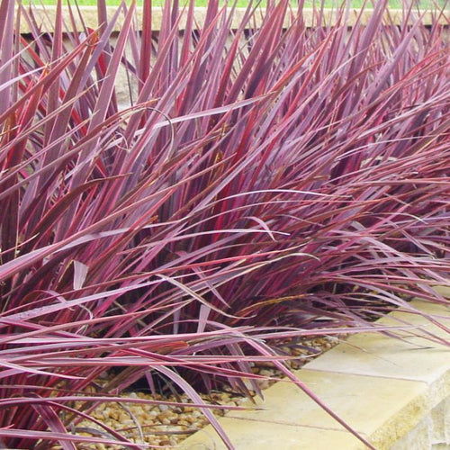 Cordyline Australlia Electric Pink Sydney's Plant Market