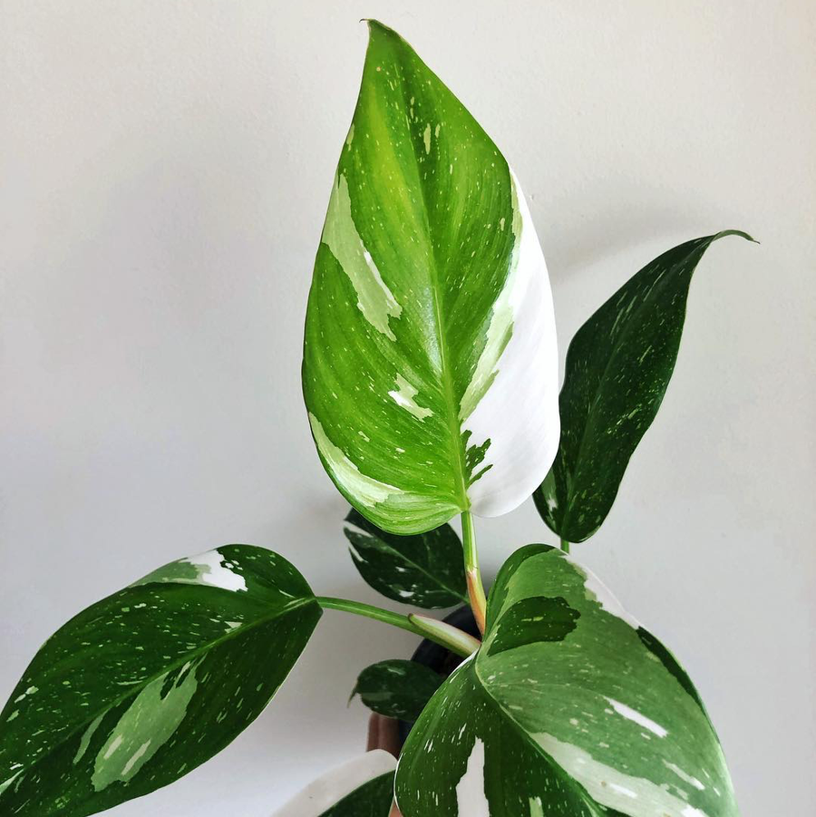 Philodendron White Princess Sydney's Plant Market