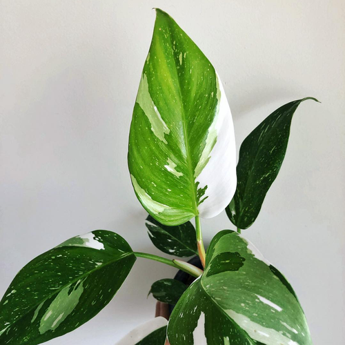 Philodendron White Princess Sydney's Plant Market