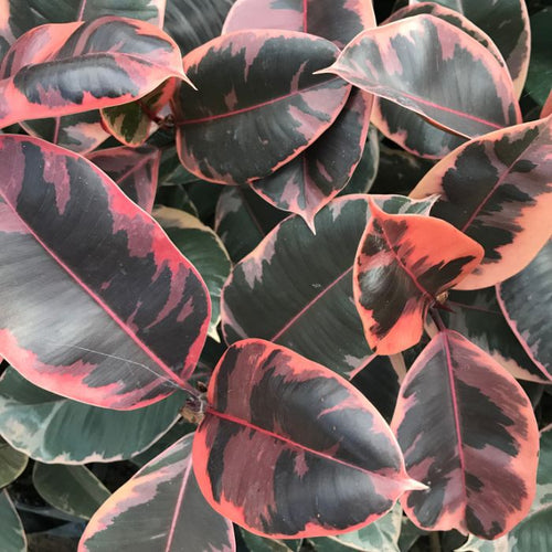 FICUS TINEKE RUBY Sydney's Plant Market