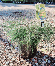 Load image into Gallery viewer, Casuarina Glauca -Cousin IT
